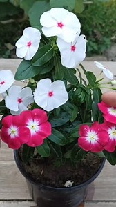 374K views · 8.5K reactions | Periwinkle plant propagation  #reelsfb #reels #facebookreel | Gardening Ideas | Facebook