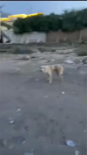 ꜱᴀɪᴛᴀᴍᴀ ~ 🍁 on Instagram: "日本利用压电瓷砖将脚步转化为电能。这些瓷砖捕捉来自你脚步的动能。当你行走时，你的重量和动作会对瓷砖产生压力。瓷砖会轻微弯曲，从而产生机械应力。瓷砖内部的压电材料将这种应力转化为电能。每一步都会产生少量电荷，而数百万步结合在一起就能产生足够的电力来驱动 LED 灯、数字显示屏和传感器。在像涩谷车站这样繁忙的地方，每天大约有 240 万个脚步为这一系统作出贡献。这些电能可以被储存或立即使用，从而减少对传统电力来源的依赖，并支持可持续的城市基础设施。这种方法将日常运动转化为实用的可再生能源 #日本 #知识 #事实 #你知道吗 #推荐 科技 创新 历史 技术 实验 热门"