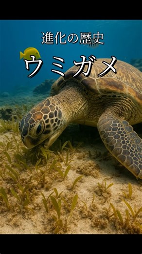 起源を辿る | カメの進化 #カメ #ウミガメ #進化 #進化論 #科学 #自然 【チャンネルの進化生物について】 まず重要な前提として、古生物学において特定の化石種を「直系祖先」と断定することは極めて困難です。... | Instagram