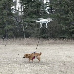 3.1M views · 3.8K reactions | New dog walking service? | Hard | Facebook