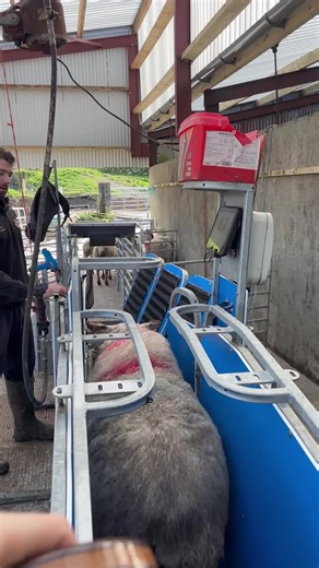 @TePari making Sheep work easy #tepari #farm #farming #ireland #irish AD