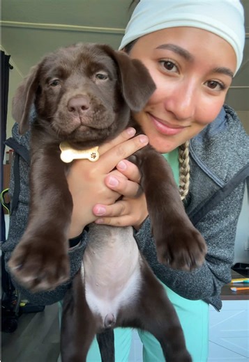 Heartwarming Moments with My Chocolate Labrador Puppy