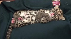 22M views · 16K reactions | TINY CLOUDED LEOPARD NAPTIME CUTENESS! #ThatIsAll Video courtesy of Tampa's Lowry Park Zoo | FOX 10 Phoenix | Facebook