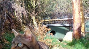 2.3K views · 224 reactions | Wildcat kittens, which will likely be among the first of their species to be released into the wild in Britain, have been born in the Saving Wildcats conservation breeding for release centre at the Royal Zoological Society of Scotland’s Highland Wildlife Park. (Credit: RZSS) | The National Newspaper | Facebook