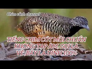 Tiếng Chim Cút Mồi Chuẩn Nhất 2025 ,Gọi Là Về - Bẫy Là Dính