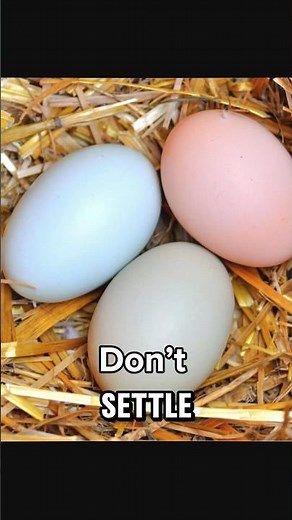 Easter Eggers Not Your Ordinary Laying Chickens #easter #backyardchickens