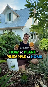 234K views · 24K reactions | Homegrown pineapples ready to harvest! ...