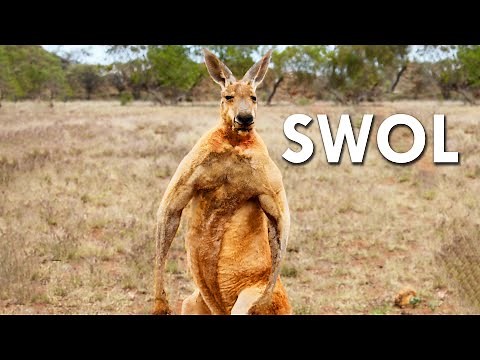 Kangaroos Are Pure Muscle