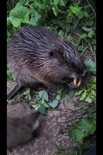 Beaver and Muskrat: Snack in Danger! 🍩 Бобер и ондатра: вкусняшка в опасности! #shorts