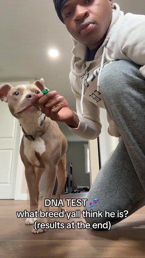 Discovering My Dog's Purebred DNA Results