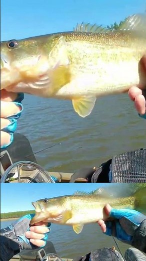 Lews American Hero Combo At Work! Catchin' Bass