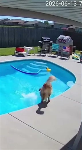 Hero Dog Saves Toddler from Pool Edge – Heartwarming Security Cam Footage