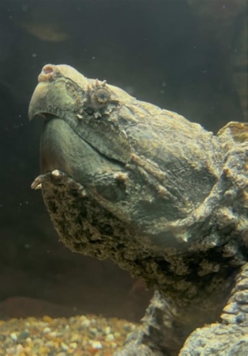 ok we know it’s mario day but can it also be bowser day. this is bowser. please admire his greatness. #memphiszoo #bowser #mario #aquarium #marioday