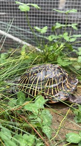 It’s time to make our Box Turtles starve! But it’s not as bad as it sounds. In the winter, Box Turtles experience a brumation period where their activity levels and metabolism will drop alongside the temperatures of the region. In order to prevent excess food from sitting in the turtles’ stomachs undigested and rotting, we have to keep food away from them for a few weeks until we bring them indoors to cool fully. Follow to see the next stage of our Box Turtle brumation regiment! #reptiles #repti