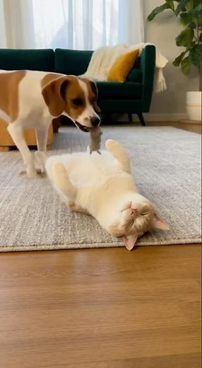 😹 Dog Drops a Mouse on Sleeping Cat — Hilarious Freak-out!