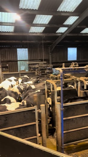 Herd Health Days: Non-Breeding Cows Scanned and Checked