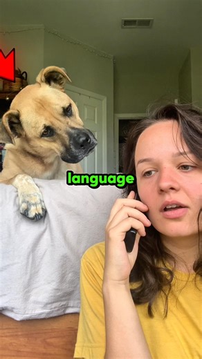 Dogs That Understand Different Languages 😱 #shorts #dog