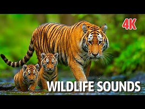 Real Wildlife Sounds in 4K - Animal Kingdom Exploration with Nature Sounds