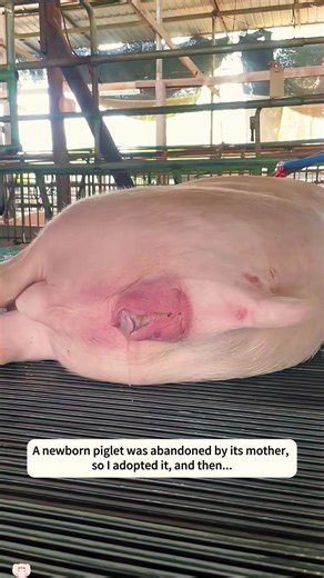 A newborn piglet was abandoned by its mother, so I adopted it, and then...#rescue #animals #piggy #fyp #usa