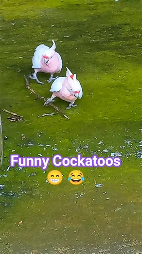 Funniest Cockatoos #funnybirds #funnyvideo #comedy