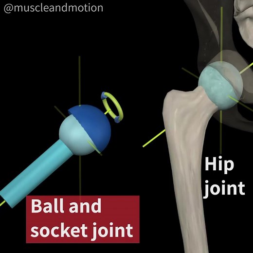 TYPES OF SYNOVIAL JOINTS: BALL AND SOCKET Synovial joints are freely mobile joints in which the articulating surfaces have no direct contact with each other. There a 6 types of synovial joints, and today we're taking a closer look at the ball and socket joint. 🥎 The ball and socket joint has a ball-shaped surface of one rounded bone that fits into a cup-like depression of another bone. The distal bone can move around in several axes with one common center, enabling the joint to move in many dir