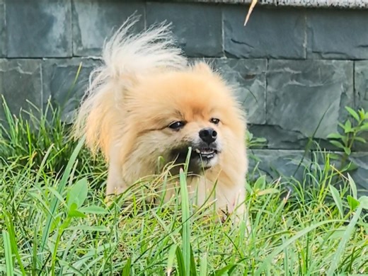 不知能否挤进吃播赛道，emmmmm