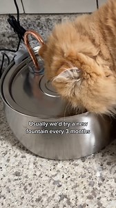 Plastic fountains mold and slime easily which can cause your cat to get feline acne 🙀 | KittySpout