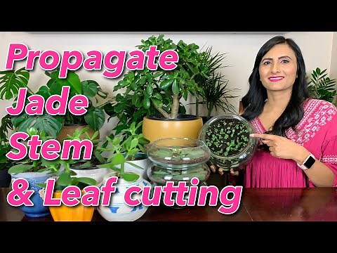 How To Propagate Jade Plant From Stem & Leaf Cutting | Watering | Sunlight | Transplant & Care