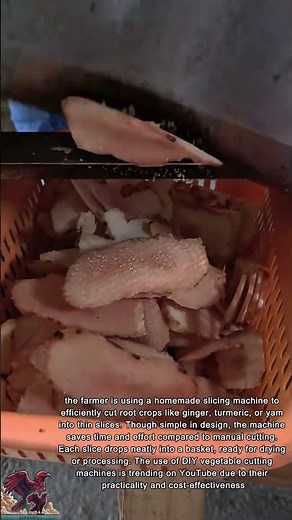 Homemade Root Cutter Machine in Action || Fast & Easy Slicing for Farmers