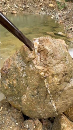 So rich!!! Gold grains were found embedded deep within a split quartz vein.