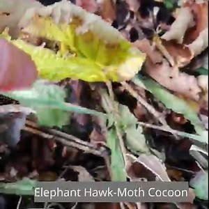 7K views · 413 reactions | We found an Elephant Hawk-moth cocoon hidden in the leaf litter!  What’s hidden in your garden? Please do share your photos with us, so we can see how you're joining us to #DoNothingForNature this winter! ❄️ | Butterfly Conservation | Facebook