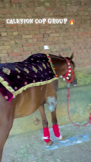 Collection cop group #foryou #viralvideo #foryou #viralvideo #viralvideo