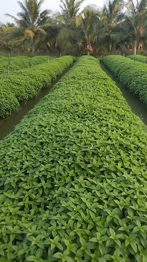 Video của Phương Heineken @ (@phng.nguyn.nguyn0) với bản nhạc nhạc nền - Hồng thư