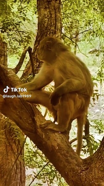 Crazy Monkey Comedy Moments That Will Make You Laugh