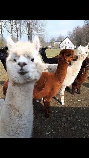 Llama fiber turns to yarn. 🦙 What does the llama say? #spinning #llama #yarn #fiberart #make