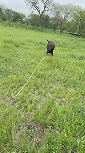 Genuine Billy Cook on Reels