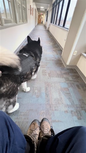 Today was our best yet with this new hybrid mobility device. Carpeted surfaces possibly helped Munchkin have more confidence in his footing. I attached one footrest to the chair because it is exhausting holding my feet up as we travel. Still can't use my right shoulder yet since the injury, so I put the foot holder on the opposite side of Munchkin. I'm not strong enough to hang on for long with him directly beside me without getting too close and hitting him with the chair's wheels. Using a shor