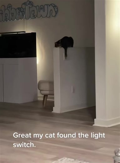 Understanding Cat Attitude: Behaviors and Traits