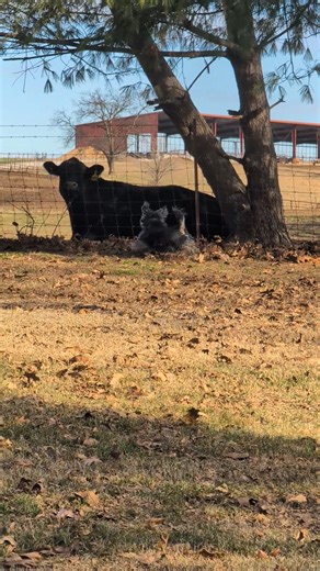 Pepper being naughty #schnoofertons #schnoodlelove #goodycustompetcollars #phatdaddio #dog #pepper