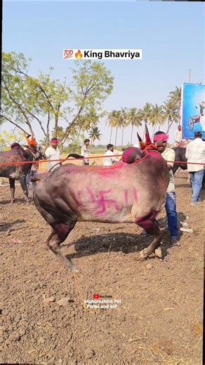 King Bhavriya | Maharashtra Bailgada Sharyat Pune #Bhavriya #bailgadasharyat #patpremi #pune #cow