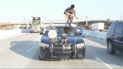 Compilation of animals doing funny and surprising things