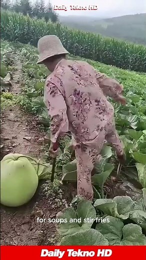 Harvesting HUGE Melons 😲 This Field Is Packed #WinterMelonHarvest