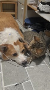 142K views · 1.2K reactions | Cat worries about sick friend | Awesome World | Facebook