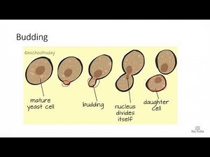 5.1 Reproduction Class 10 Biology by M Yousaf