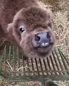 10K views · 633 reactions | Happy Cow Appreciation Day! We appreciate these udderly legen-dairy critters for providing us with the best food products (cheese and ice cream) and also for being real cute. | National Farmers Union | Facebook