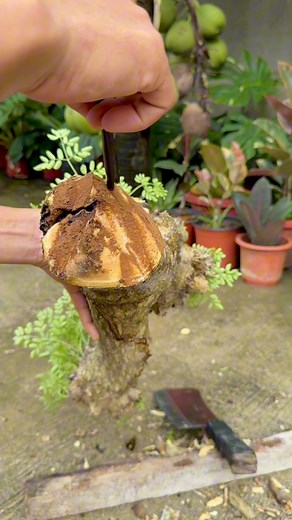 Malunggay tree #gardeninspiration #malunggay #plantbased #bonsaitree #GardeningTips | Jayson Gaylan