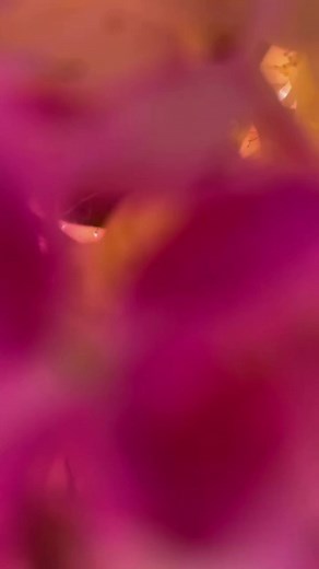 Don't text, in our panicle hydrangea era 💁‍♀️ | First Editions Shrubs & Trees