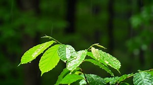 Rainy Landscape, Rain Scenery, Rainy Day. Free Stock Video