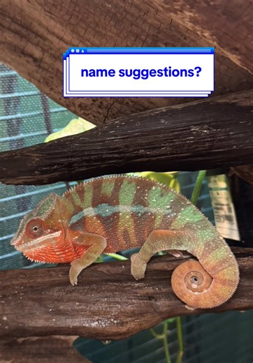 Florida Man Reptiles shop chameleon needs a name 👀 #chameleon #chameleonsoftiktok #pantherchameleon #fypシ #reptile
