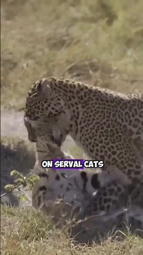 Leopards Hunting Serval Cats in the African Savanna: Rare Encounters #Leopards #ServalCats #shorts